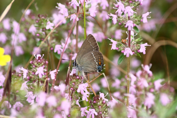 Incontri del 2.6.2012